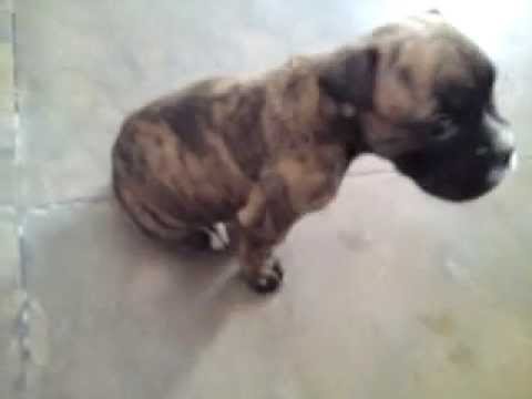 6 Weeks old Boxer puppy talks