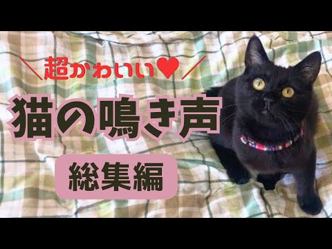 天使の歌声100連発！鳴き声が可愛いと評判の猫