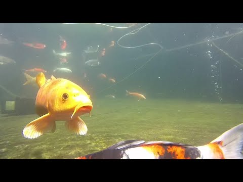 13-15" Japanese Koi at Uncle Neds Fish Factory July 2020