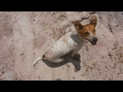 Trail running and fetch @ Petrified Forest