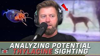 Analyzing Potential Thylacine Footage, Ocean Monster Filmed, & Gorilla vs Bear Fight