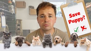 Analyzing Animal Shelter Data with Plotly Dash Python (Full Data Science Project)