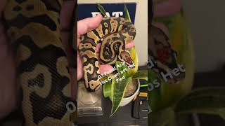 Acid Pastel 100% Het Clown pos Het Pied Ball Python #shorts #shortvideo #shortsfeed #fyp