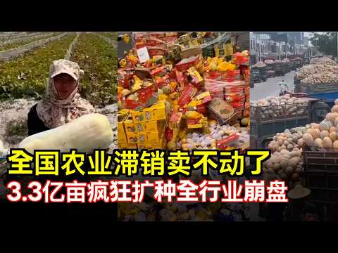 種到破產！3.3億畝土地瘋狂擴種，中國農業面臨全面崩盤？