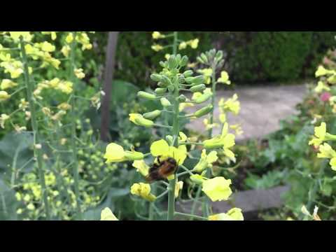 Bumblebees in slowmotion