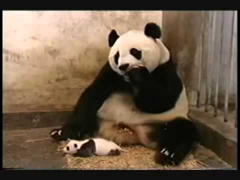 Sneezing Baby Panda