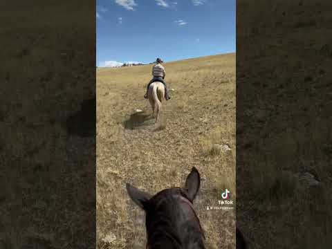Codi.. down right “dirty” #horse #horsingaround #horseriding #1923 #horsegirl #horseridind #horseing