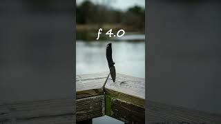 How Aperture affects your Photos 📸 #videoedits #phototutorial #image #tutorial