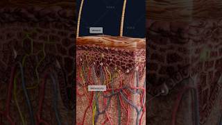 What are hyperpigmented spots and what causes them? Explore in 3D with VOKA visualization