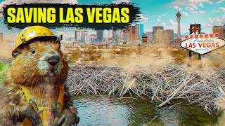 How Beavers Are Saving Las Vegas from Droughts - Animal Documentary