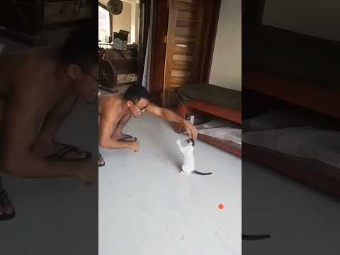 #shortvideo #funny #relievestress #cat