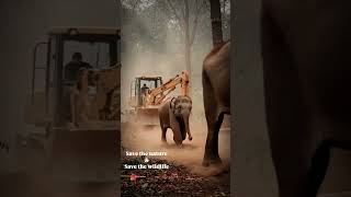🌍🌱🦚🐿️Save the nature , Save the wildlife    #nature#savethenature#wildlife#animals#savetheearth