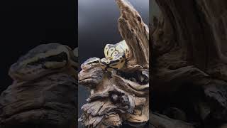 Picture day for this pastel yellow belly het pied #ballpython #royalpython #snake #reptiles