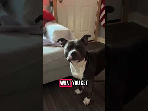 Leah Does My Hair #fyp #bully #dogsofinstagram #funnyvideo #funnydogs