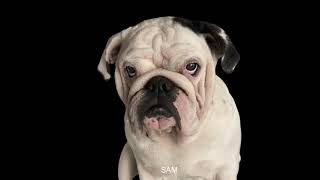 VACCINATIONS REQUIRED AT FURBABY