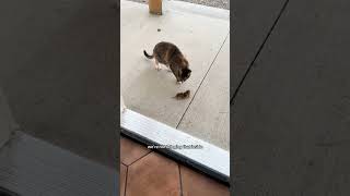 some days with a present 😺🎁 #catlovers #cat #kitten @the.frei.farm