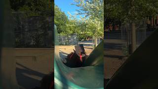 just graduated highschool!! #graduation #classof2024