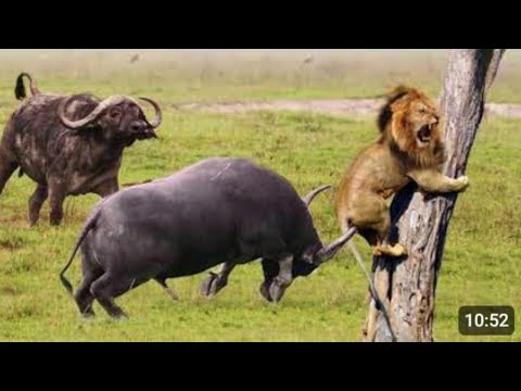 Amazing Scene of Wild Animals In HD