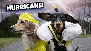 Ep 65: The Dogs Prepare for a HURRICANE!