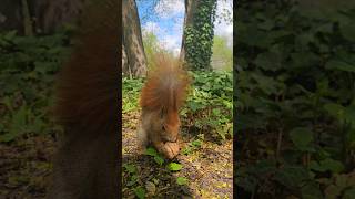 #SquirrelSpring #RoyalLazienki 🇵🇱 #WildlifeInWarsaw #SpringVibes