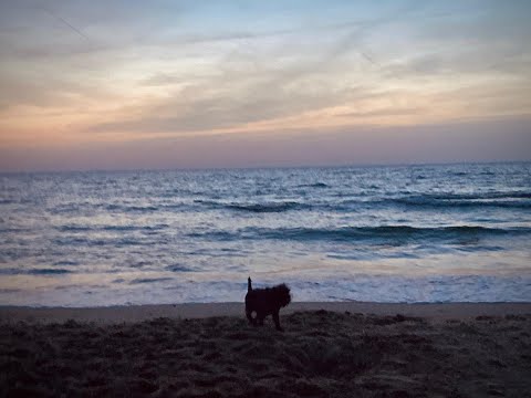 Brussels Griffon Has The Zoomies At The Beach #shorts