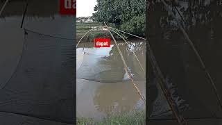 mancing ikan ala orang aceh #mancingjaring #netfishing #mancingmania #fyb #hobimancing