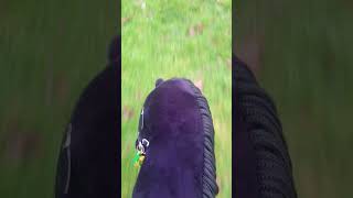 But the song #vlogmas12 #horse #musicalbeats #horsea #hiphopdance #vlogmasvibes