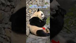 Fubao eats while pulling福宝边吃边拉 #pandalife #panda #pandachina