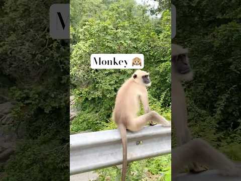 😱देसुरी नाल का रहस्यमयी राज" 😭#shorts ##desuri#trending #viral#vlog #funny#monkey