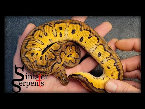 Ball Python Clutch Update || Black Pastel Orange Dream Clowns