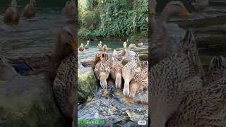 #funny #funnycomedyfunnycomedy #funnyvideo #automobile #worldtop5 #gameshowaosychalyga #fruit