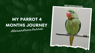 My Parrot's 4-Month Journey: A Journey of Love, Laughter and Learning