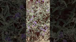 Thoughts #introspection #nature #shortsviral #rapmusic