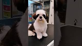 so cute puppy shizu full grooming ❤️🥰 #artist #dog_features #exploremore #trending #doglover
