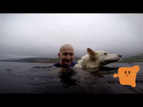 AMAZING DOGS .