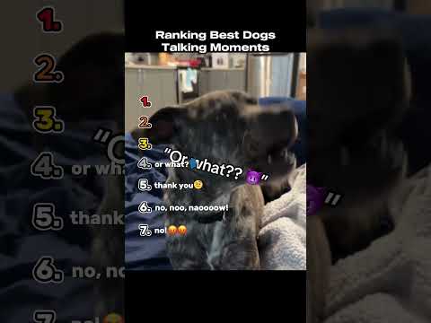 Ranking Best Dog Talking Moments