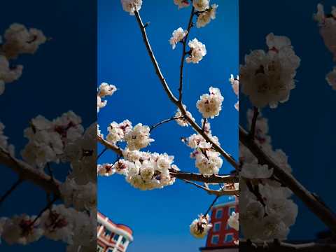 Cherry Blossom 🌸 🌸🌸❤️ #shorts #viral #cherryblossom