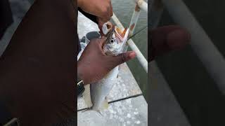Me and bro doubling up on some nice size white trouts @ProlificFishing #saltlife #saltwater