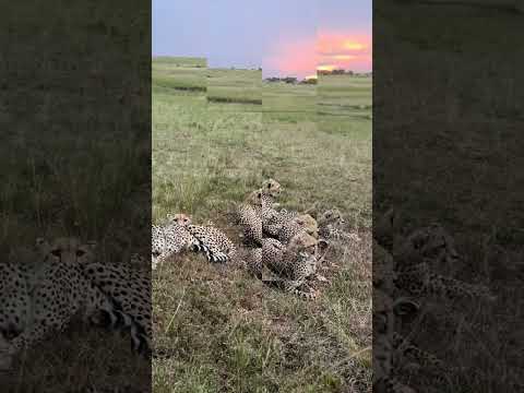 #wildlife #wildanimals #safari #music