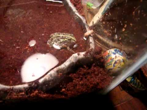 *BABY GIANT PIXIE FROG FIRST FEED*
