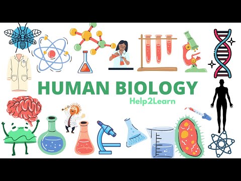 #15 A Level Human Biology - Growing up and growing old 🧓