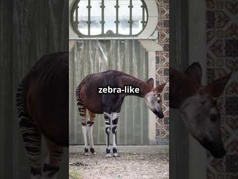 This Animal Licks Its Own Ears?! Meet the Okapi – Giraffe’s Secret Cousin! #okapi  #animalfacts