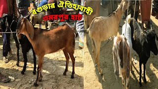 খাসি/ছাগলের দাম দর-২০২৫।|।ওমরপুর হাট বগুড়া।|।Omor pur Hat Bogura2025।|।Goat price-2025#ছাগলের#viral