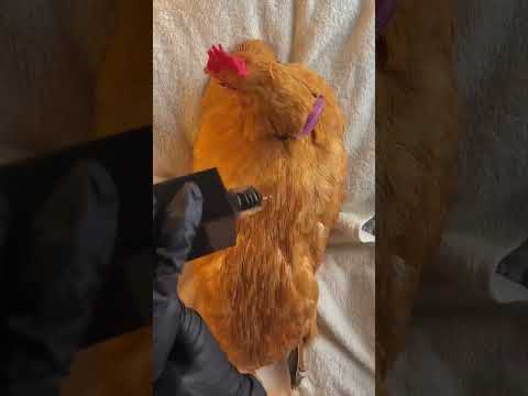 Spa Ayam berakhir bahagia