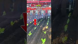 broccoli planting process with sophisticated tools #technology #moderntools #manufacturing