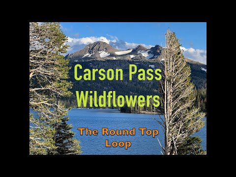 Is this Tahoe's BEST wildflower hike?  The Fourth of July - Winnemucca Lake trail.