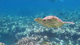 DIVERS DEN CAIRNS - GREAT BARRIER REEF