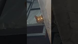 "Cute Cat Spying from Above"#catgram #meow #catlife