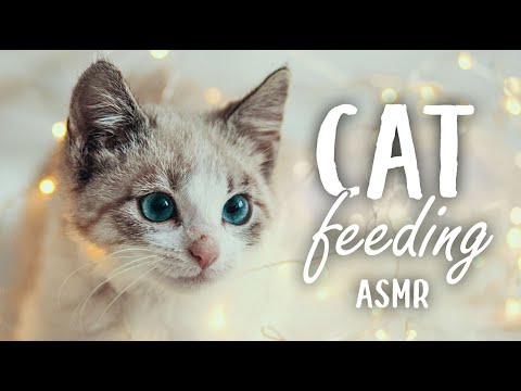 ASMR 🐱 Feeding our cat 👅 crunching and licking food