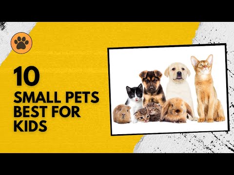 10 Small Pets That Are Best For Kids